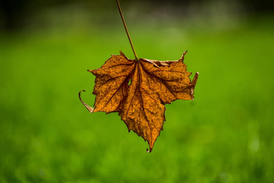 dry leaf, end, yellow, park, nature, plant part, autumn, change HD wallpaper