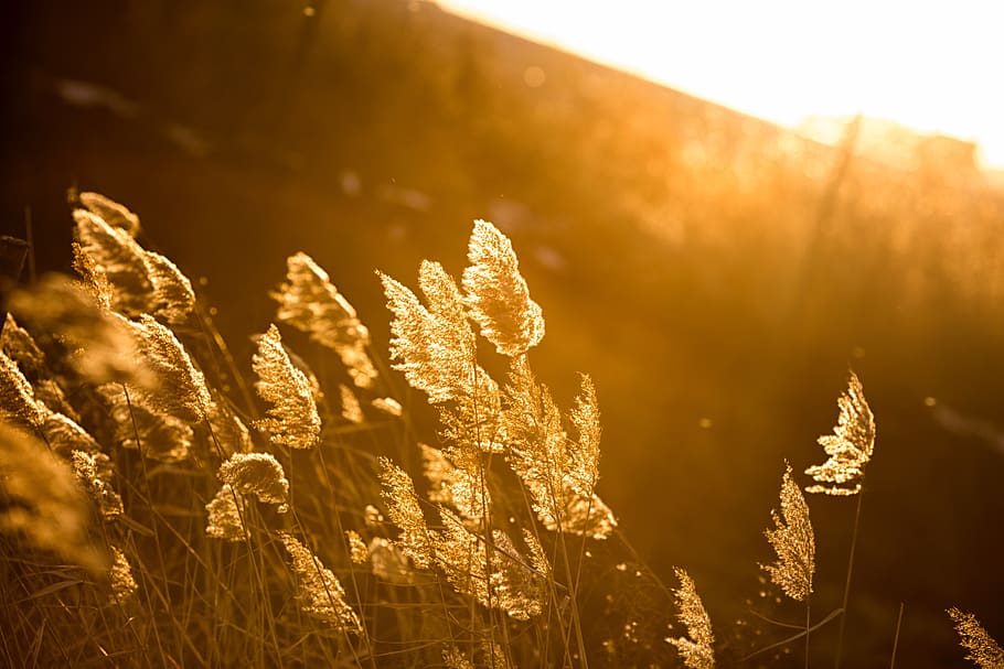 bulrush, plant, sunlight, growth, nature, beauty in nature HD wallpaper