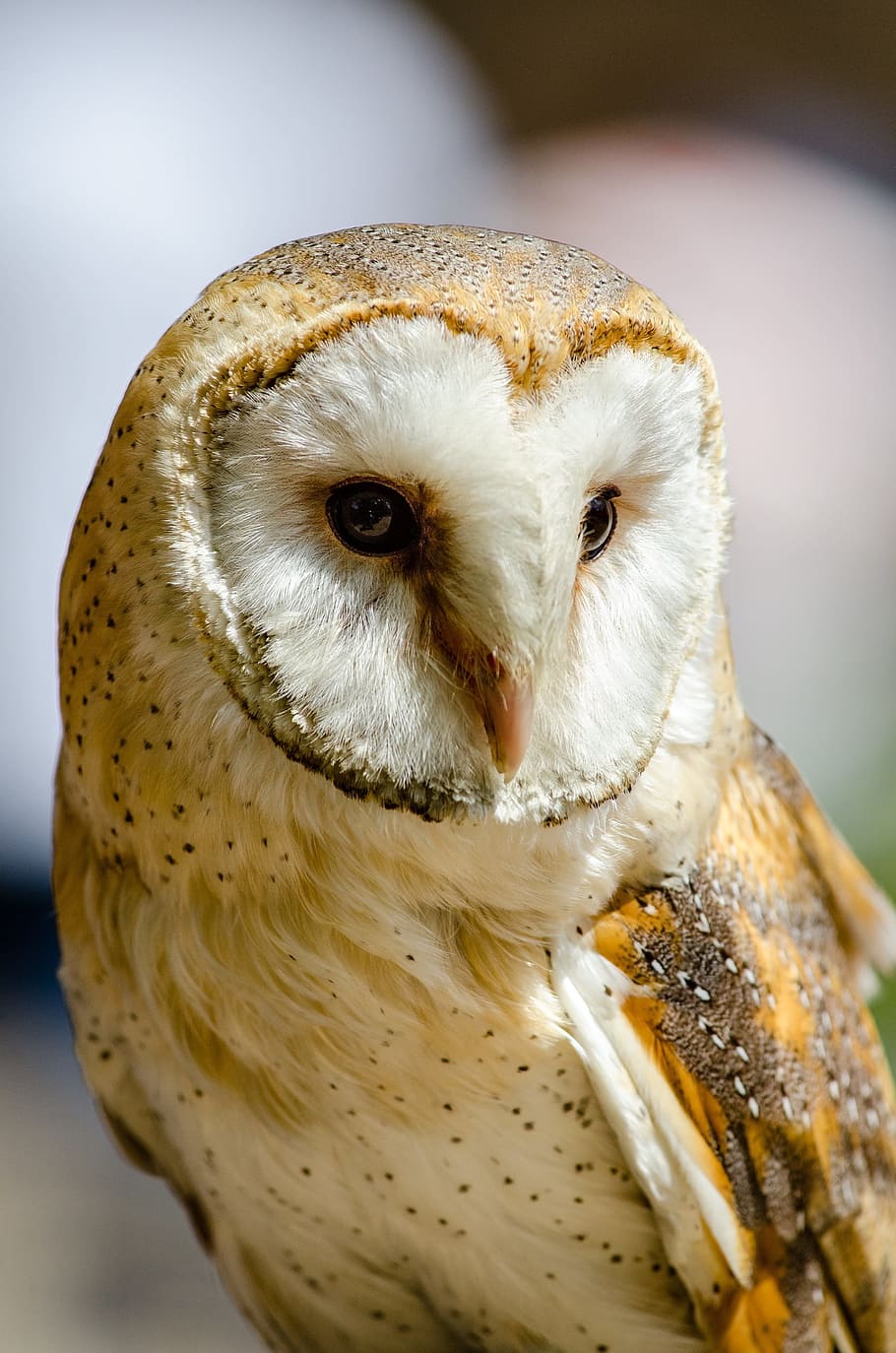 common, barn, owl, bird, animal, wild, nature, animal wildlife HD wallpaper
