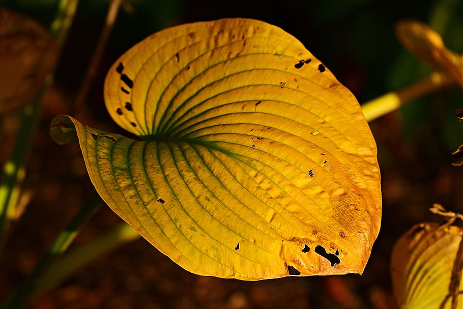 hosta leaf, yellowed, autumn color, pattern, garden, decay HD wallpaper