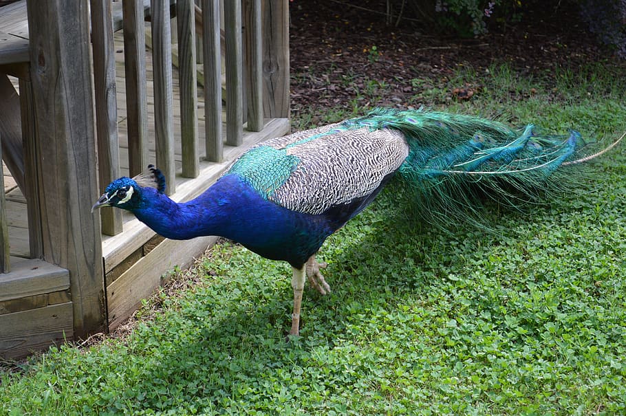 peacock, bird, feather, nature, colorful, animal, blue, iridescent HD wallpaper