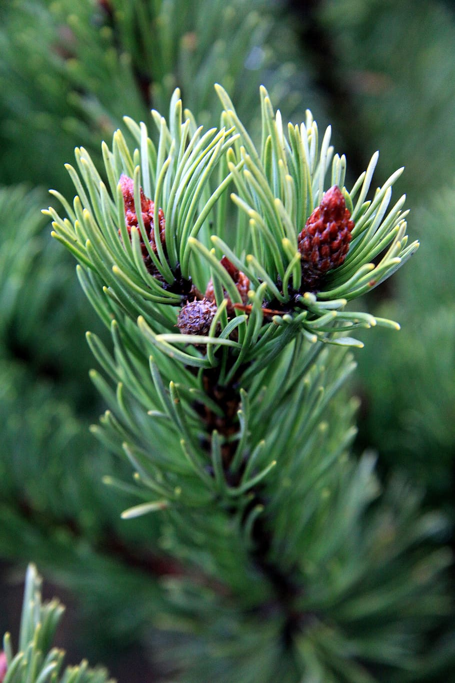 needle, pine, tree, plants evergreen, christmas, green color HD wallpaper