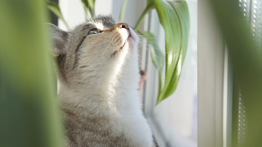 animals, nature, sit, cute, one animal, animal themes, cat HD wallpaper