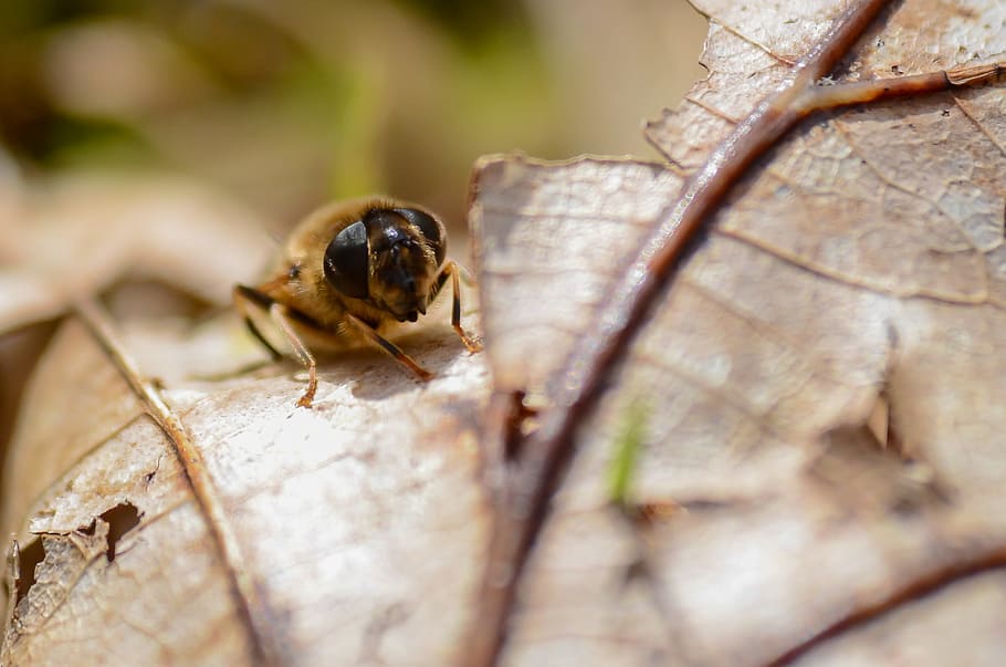 Bee on Brown Leaf, bug, dirty, dried leaf, insect, macro, animal wildlife HD wallpaper