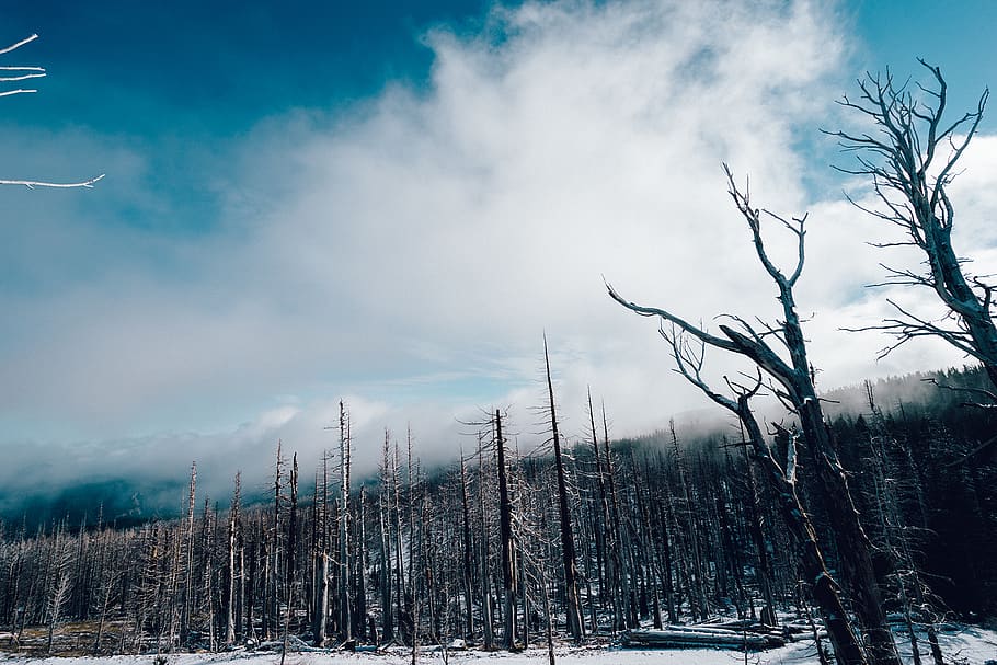 Dried Trees, forest, snow, winter, plant, sky, bare tree, cloud - sky HD wallpaper