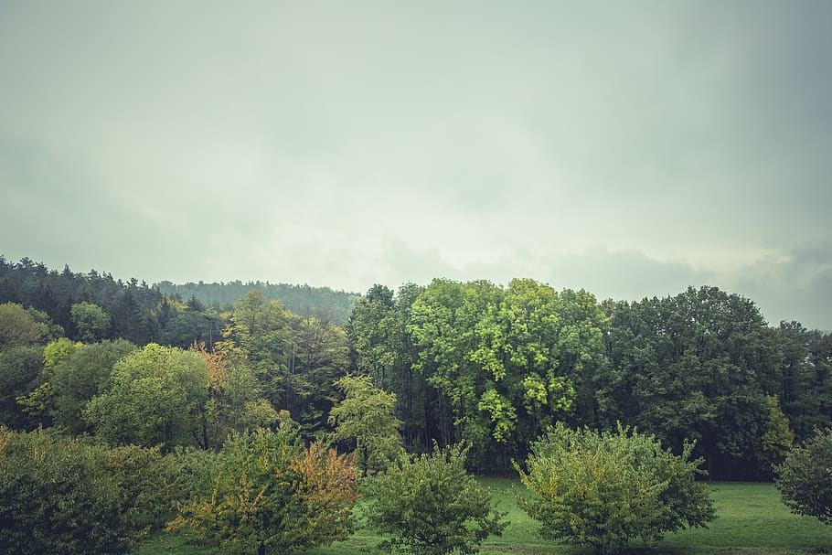 nature, landscape, forests, trees, manicured, grass, plants HD wallpaper