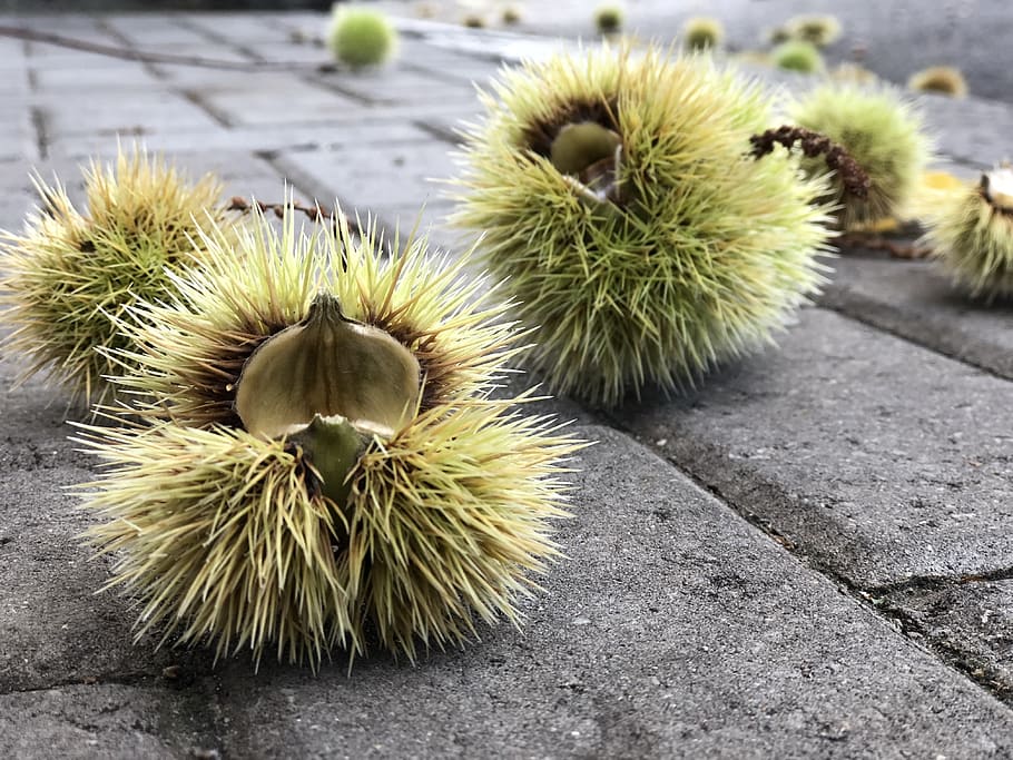 chestnut, autumn, prickle, harvest, chestnut - food, no people, HD wallpaper