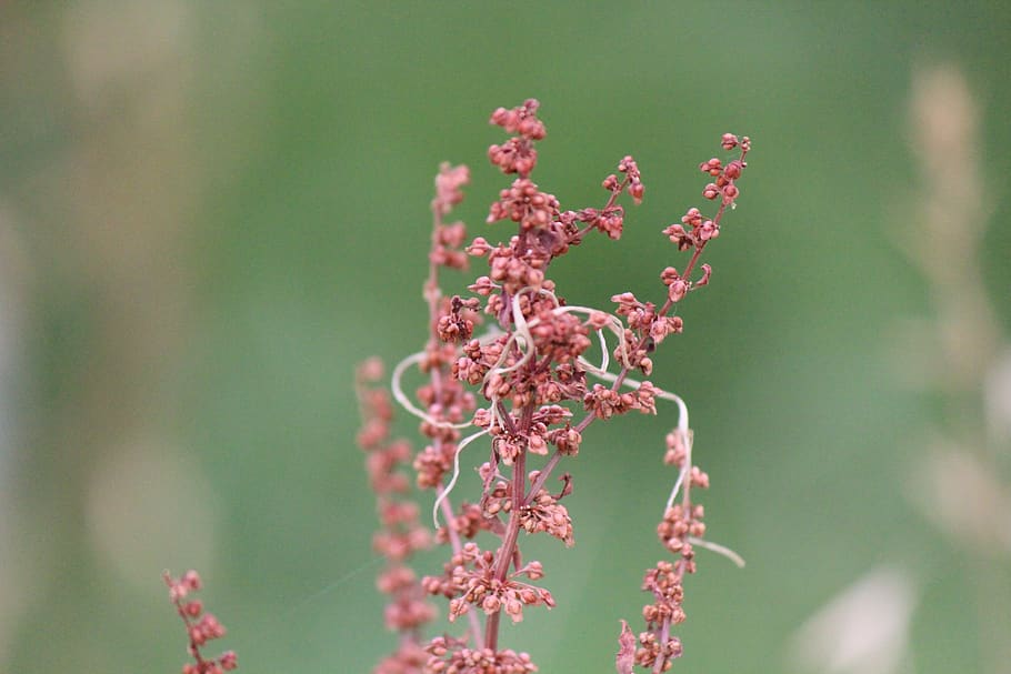 growth, plant, close-up, flower, nature, beauty in nature, focus on foreground HD wallpaper