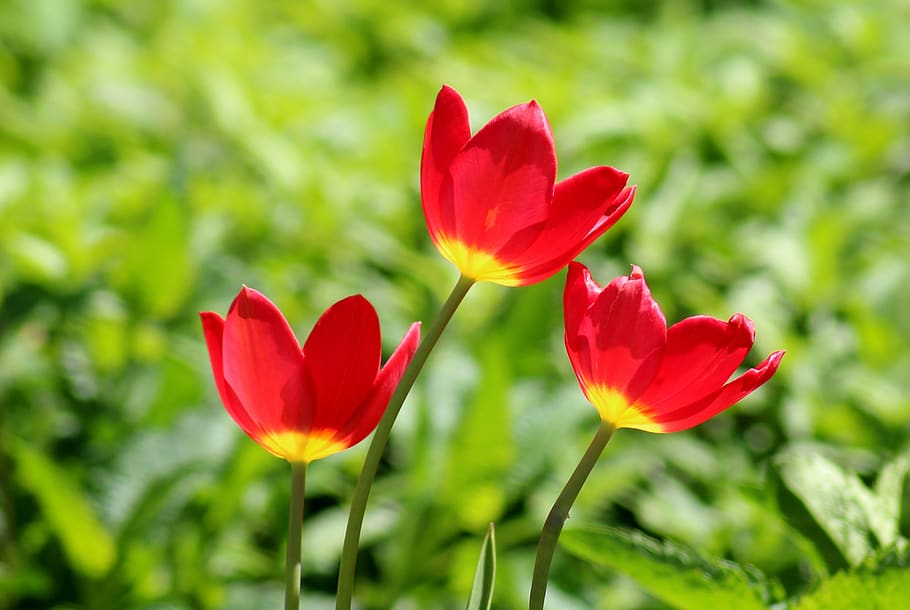 tulips, red, spring flowers, nature, flowering plant, petal HD wallpaper