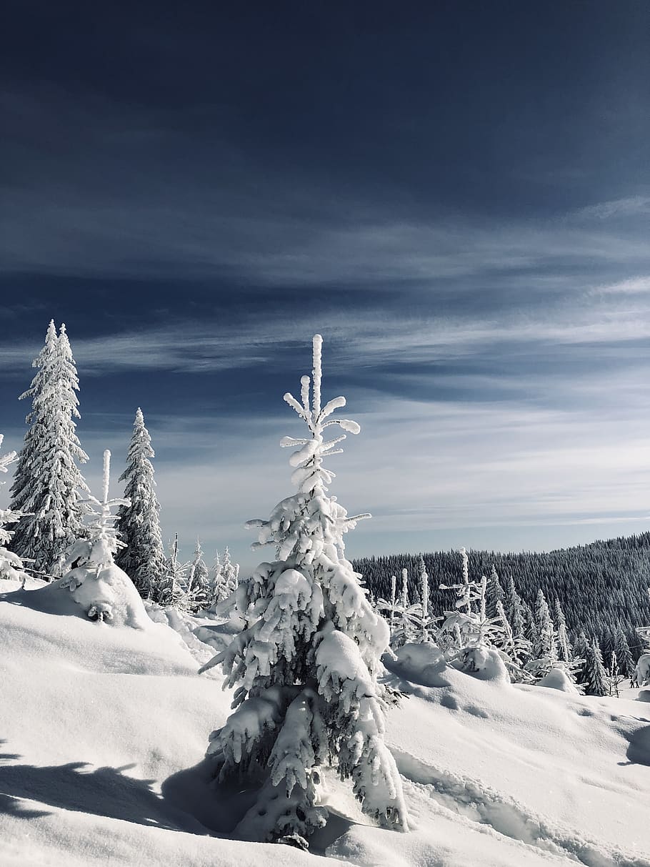 snow-covered tree during daytime, plant, fir, abies, nature, outdoors HD wallpaper