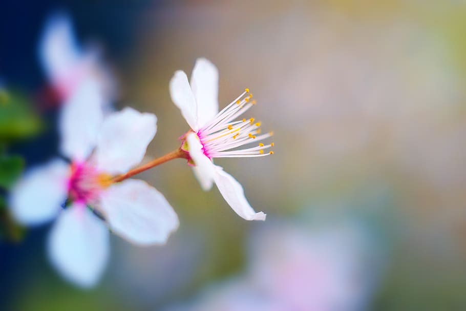 spring, blossom, bloom, cherry blossom, nature, flower, plant HD wallpaper