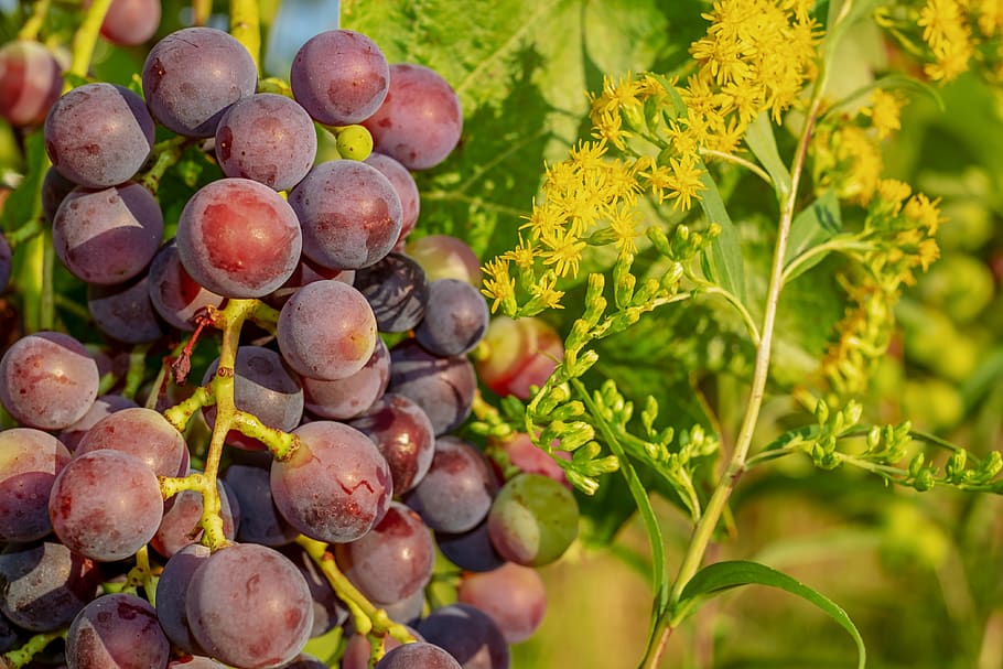 grapes, vine, red grapes, wine, fruit, immature, sun, food, HD wallpaper