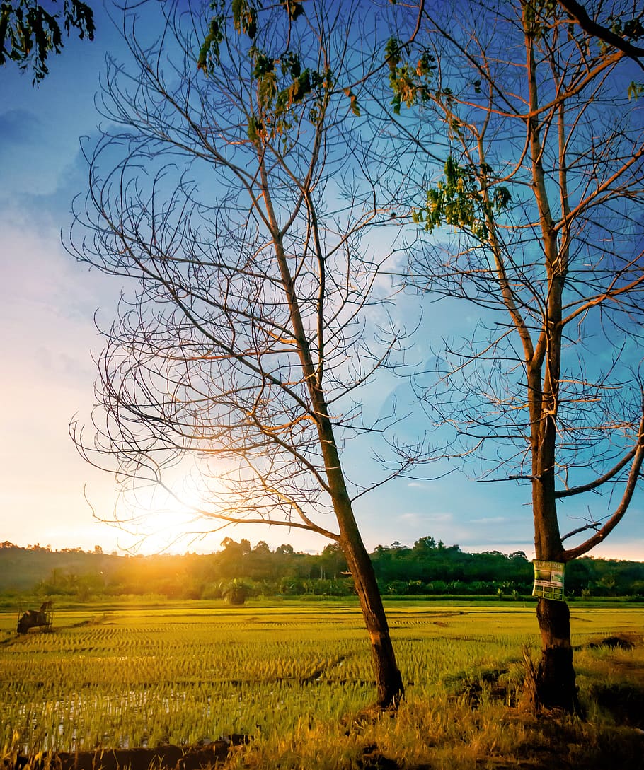 rice fields, sunset, trees, natural, travel, clouds, local HD wallpaper