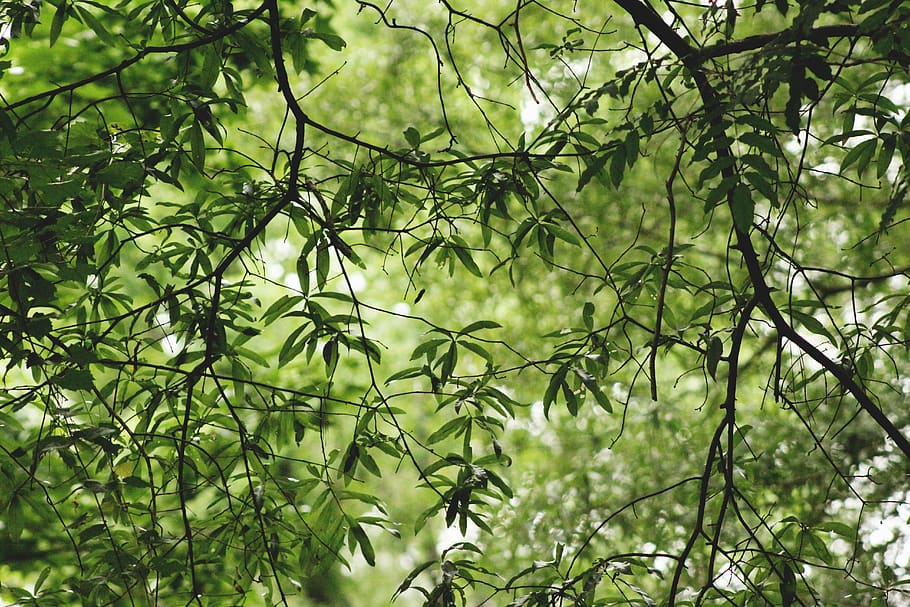 green, nature, tree, leafe, forest, plant, green color, growth HD wallpaper