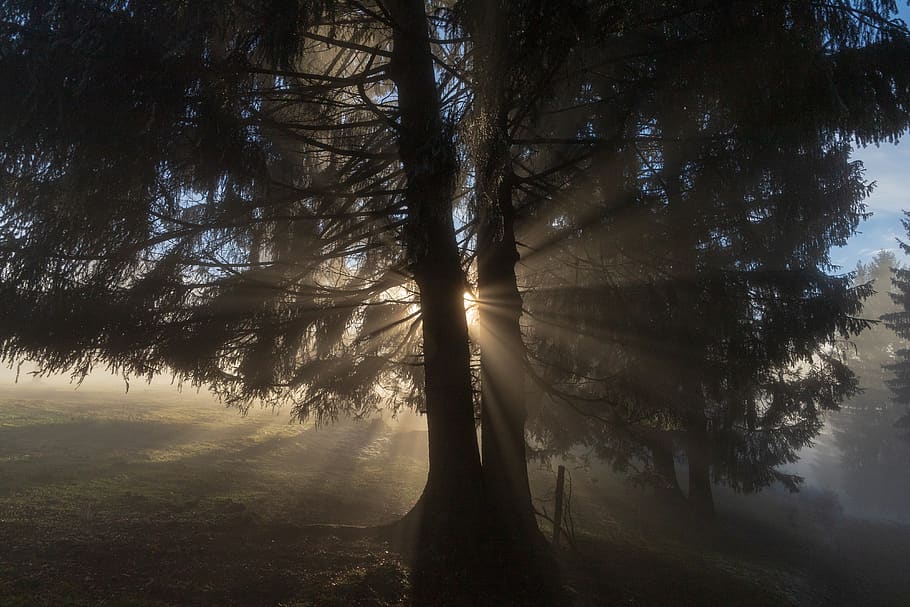 light, ray, tree, sun, lichtspiel, mood, nature, sunbeam, sunlight HD wallpaper