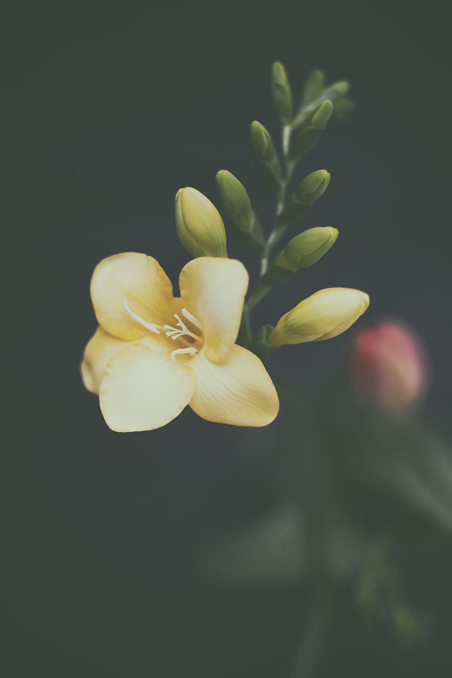 yellow petaled flower, flowering plant, beauty in nature, close-up HD wallpaper