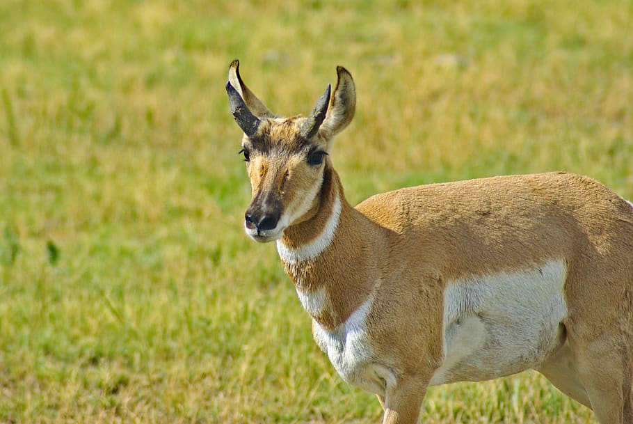 HD wallpaper pronghorn in south dakota, antelope, custer, state, park