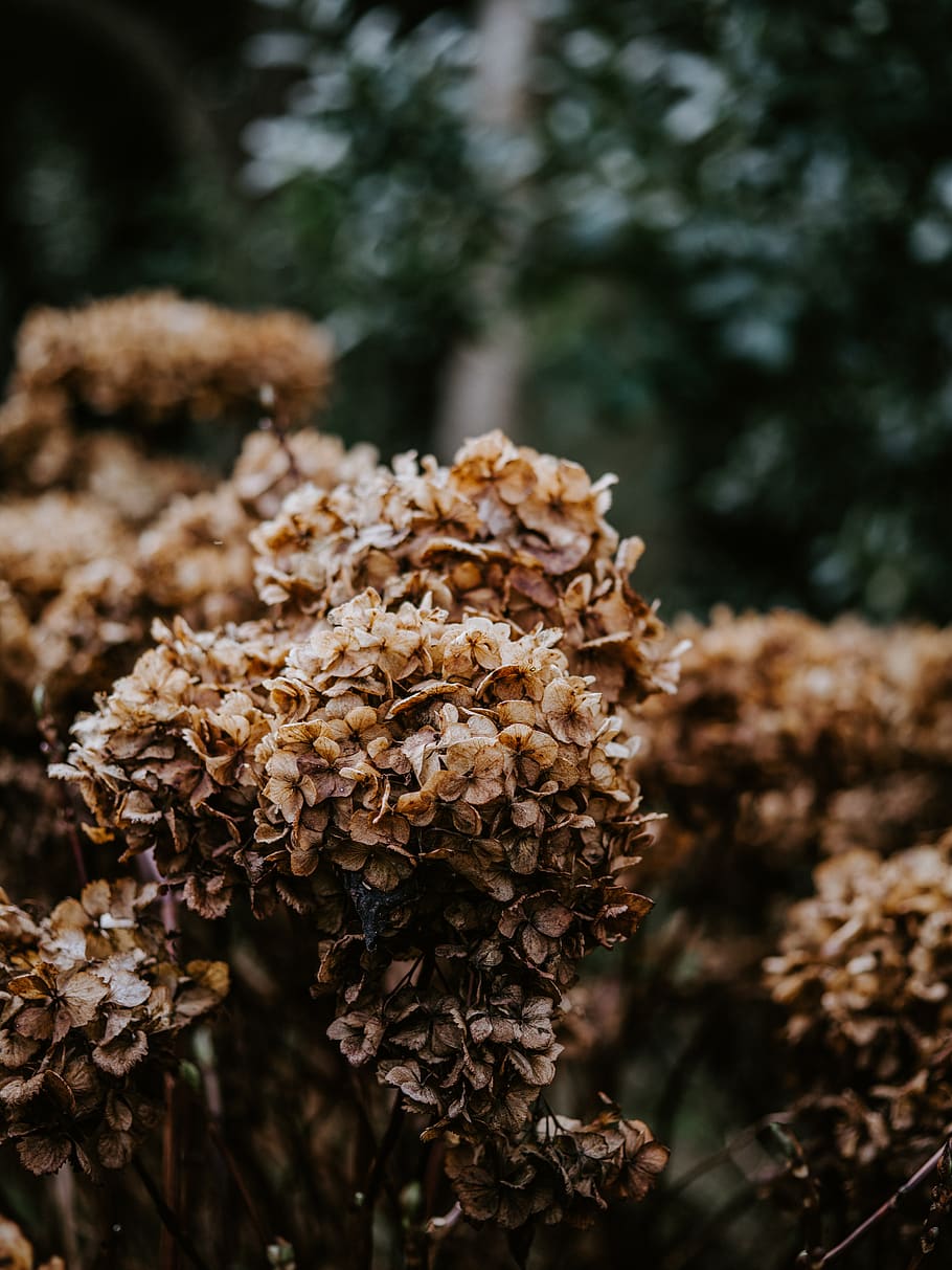 dried hydrangeas, fungus, plant, vegetation, bush, apparel, clothing HD wallpaper