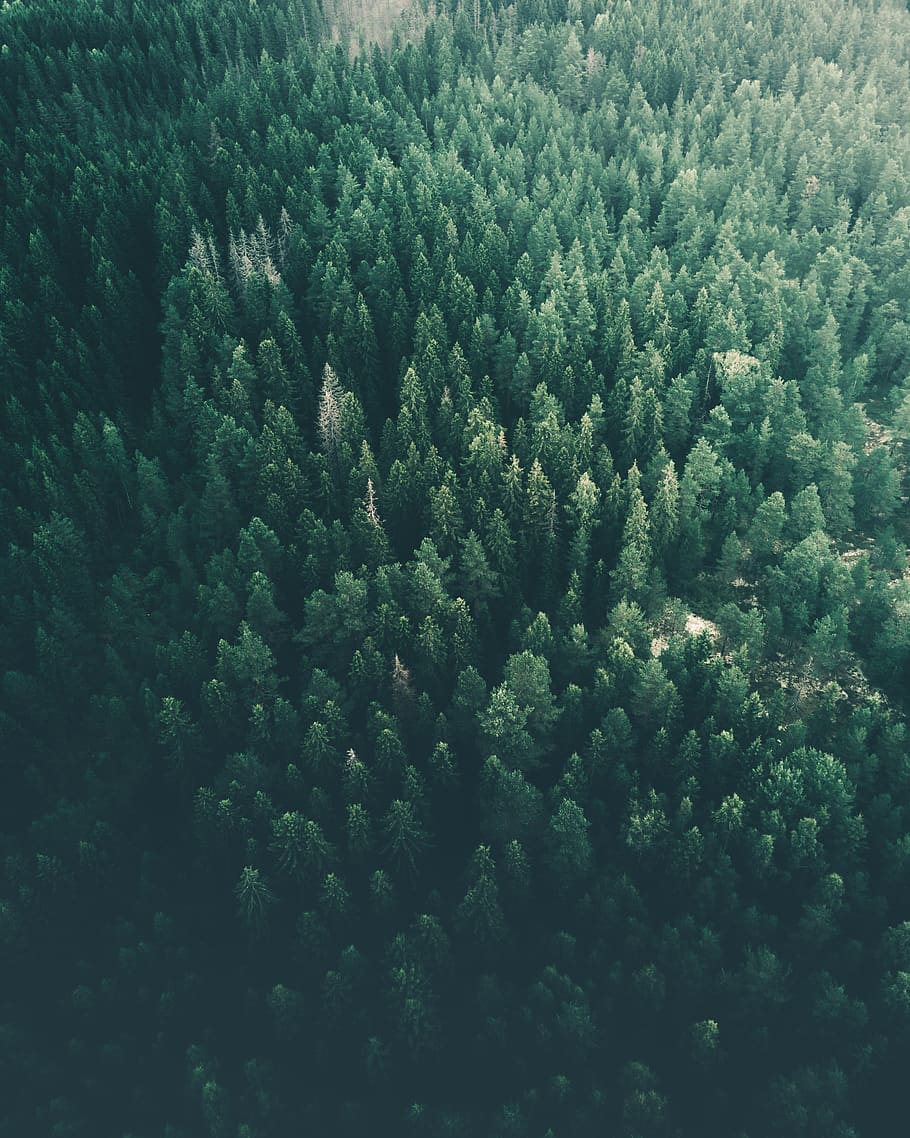 green trees, forest, beauty in nature, tranquility, no people HD wallpaper