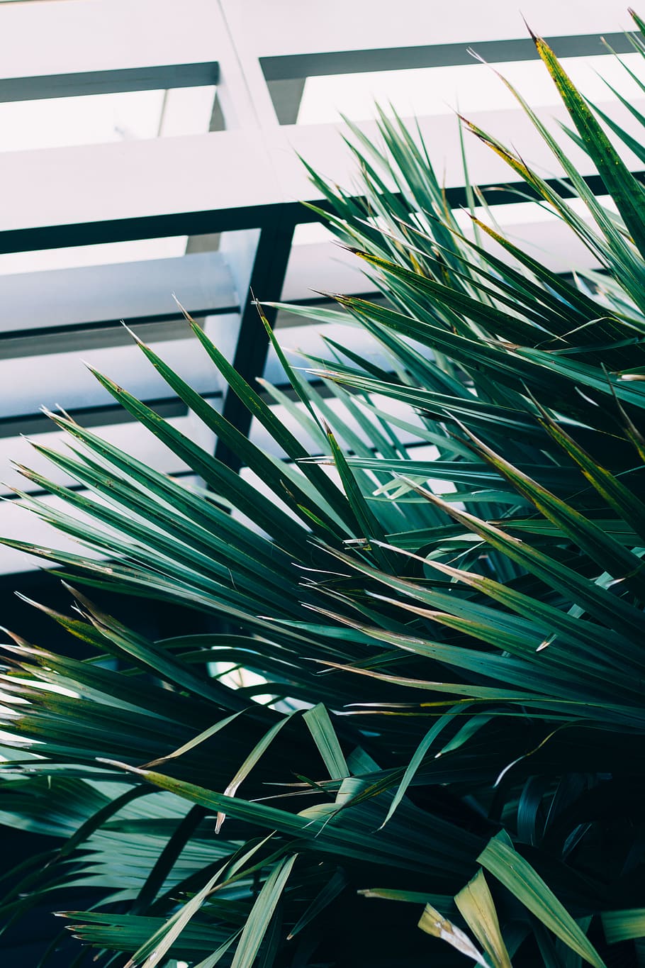 tree, botanical, lush, modern, tropical, beach, growth, green color HD wallpaper
