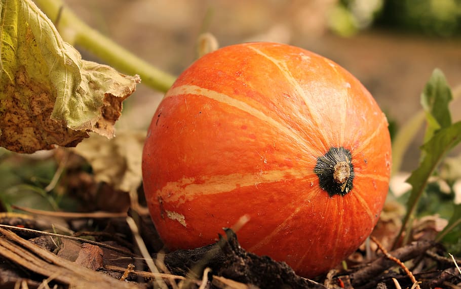 pumpkin, kabocha, squash, autumn, orange, harvest, vegetables HD wallpaper
