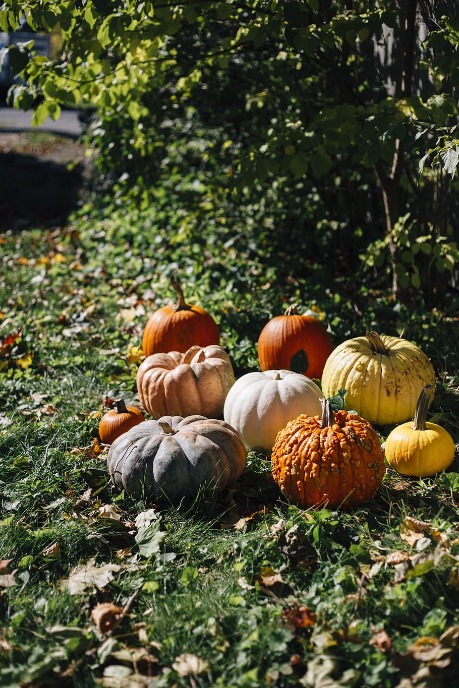 pumpkins, fall, autumn, orange, jack o lantern, leaves, nature HD wallpaper