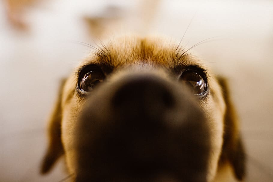 HD wallpaper: person, muzzle, looking, hunting dog, hound, bulldog, joy ...