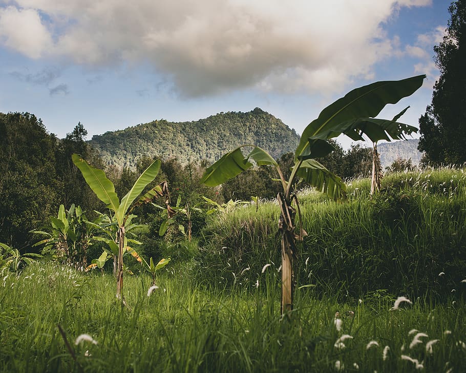 green banana tree, outdoors, nature, plant, vegetation, field HD wallpaper