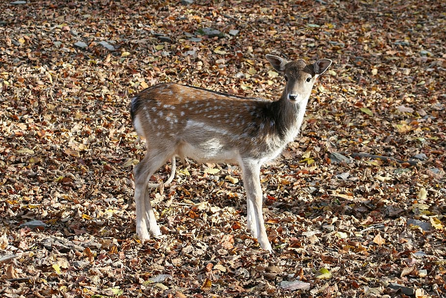 deer, forest, hungary, bambi, trees, spotted, nature, wild HD wallpaper