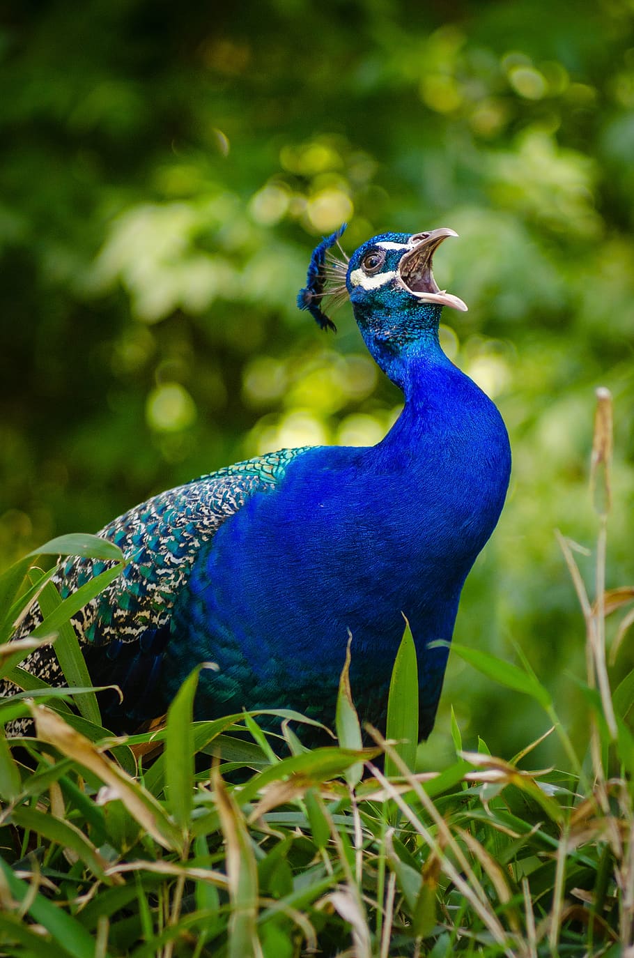 Blue and Green Peacock on Grass, animal, feathers, plumage, wildlife HD wallpaper