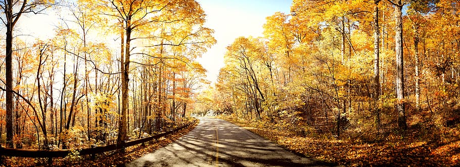 empty road during daytime, tree, autumn, plant, the way forward HD wallpaper