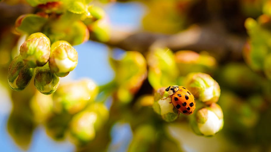 yellow bug on flowers, plant, animal, blossom, photo, photography HD wallpaper