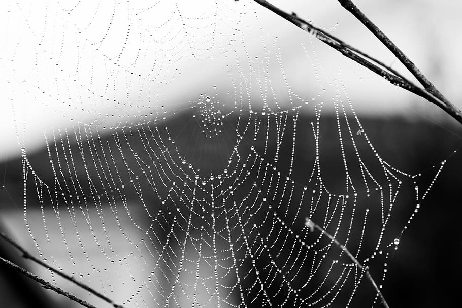 spider web, nature, cobweb, drop, fragility, water, wet, vulnerability HD wallpaper