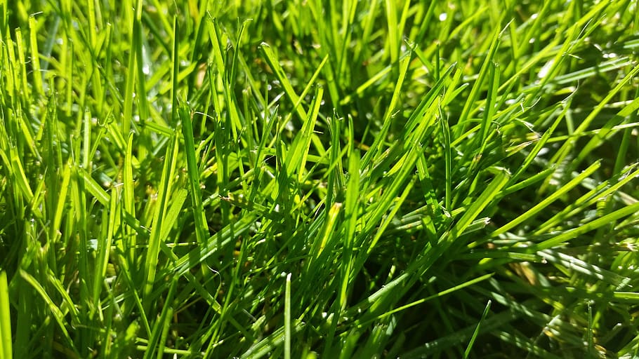 grass, green, nature, background, green color, plant, growth HD wallpaper