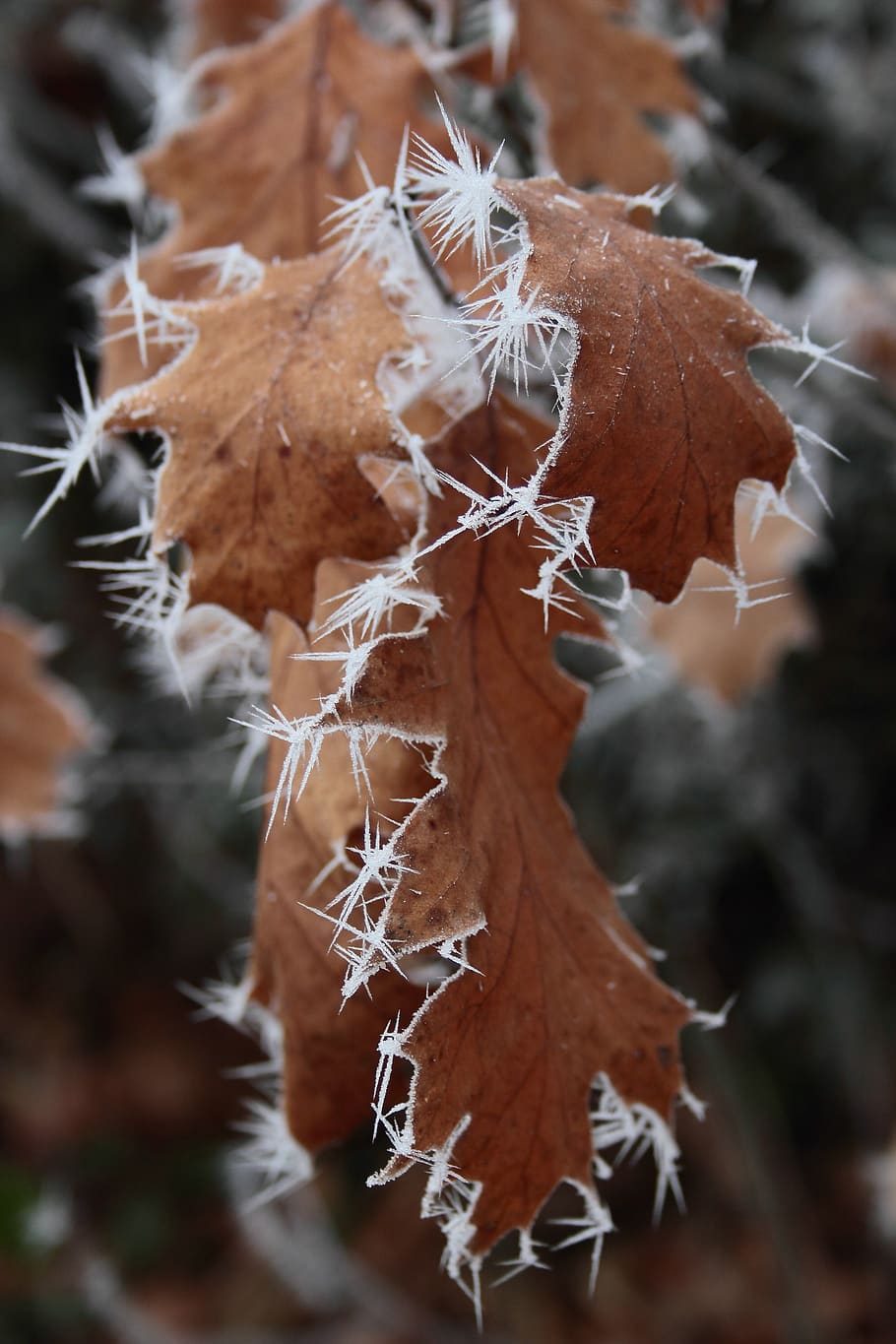 ripe, crystals, winter, oak leaves, eiskristalle, frozen, cold, HD wallpaper