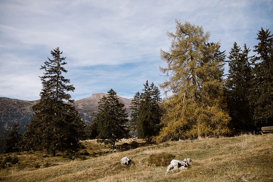 Photo of Field with Trees Near Mountain, clouds, conifer, daylight HD wallpaper