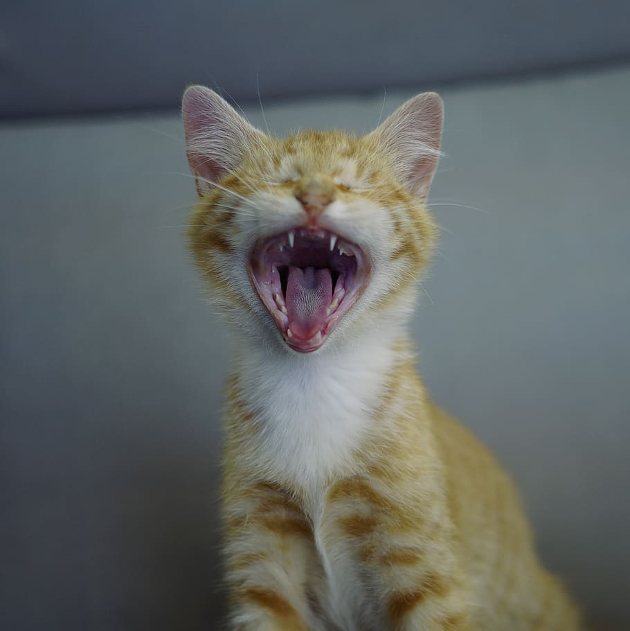 orange tabby kitten, one animal, animal themes, mammal, cat, feline HD wallpaper