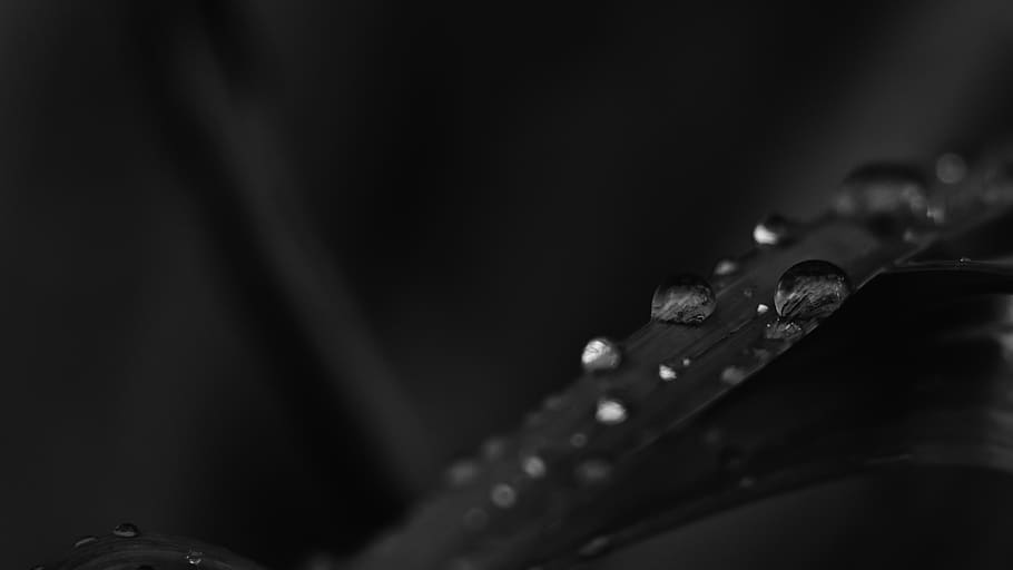 Monochrome Photo of Water Droplets on Leaf, black, close-up, dark HD wallpaper
