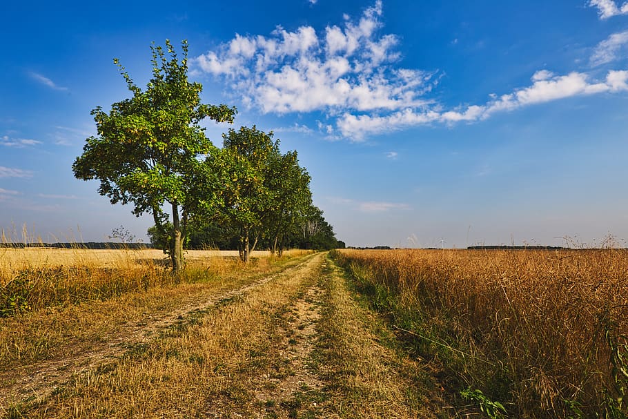 landscape, trees, fields, nature, sky, clouds, green, rural HD wallpaper