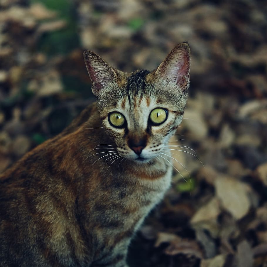 cat, eyes, beautiful, mammal, one animal, pets, domestic, feline HD wallpaper