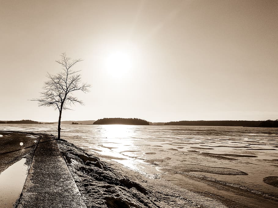 nature, spring, the tree, sunset, sky, landscapes, plant, branch HD wallpaper