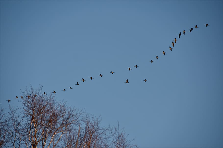 cranes, birds, sky, migration, wild, silhouette, group of animals HD wallpaper