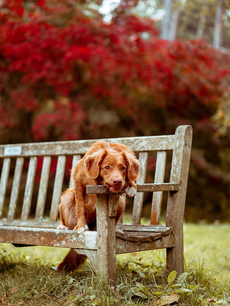 dog sitting on brown wooden bench, rest, seat, outdoors, nature HD wallpaper