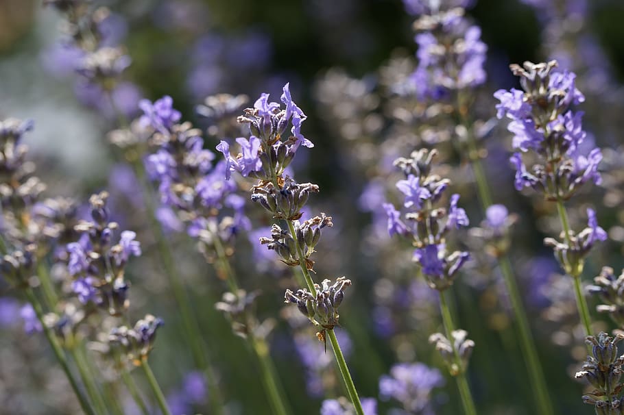 lavender, summer, bloom, purple, violet, nature, plant, flower HD wallpaper