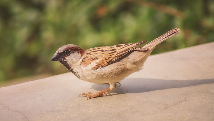 sparrow, bird, quizzical, nature, animal, plumage, cheeky, perched