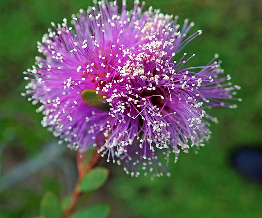 flower, native, australian, shrub, garden, nature, flowering plant HD wallpaper