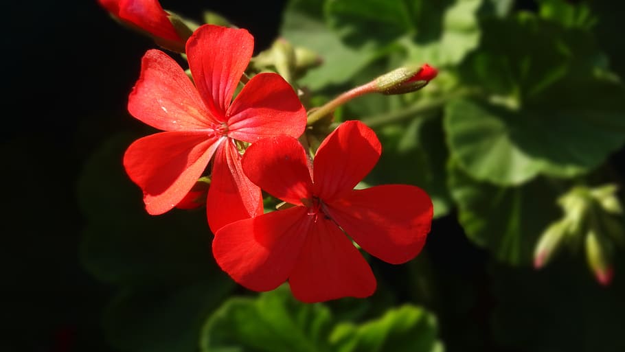 flower, red, bloom, love, blossom, nature, plant, summer, flowering plant HD wallpaper