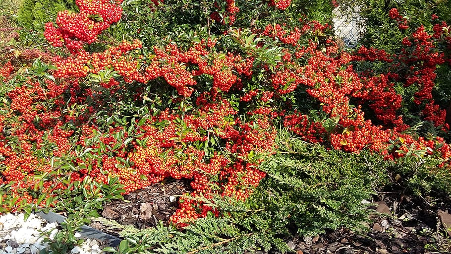 plant, growth, beauty in nature, red, flowering plant, no people HD wallpaper