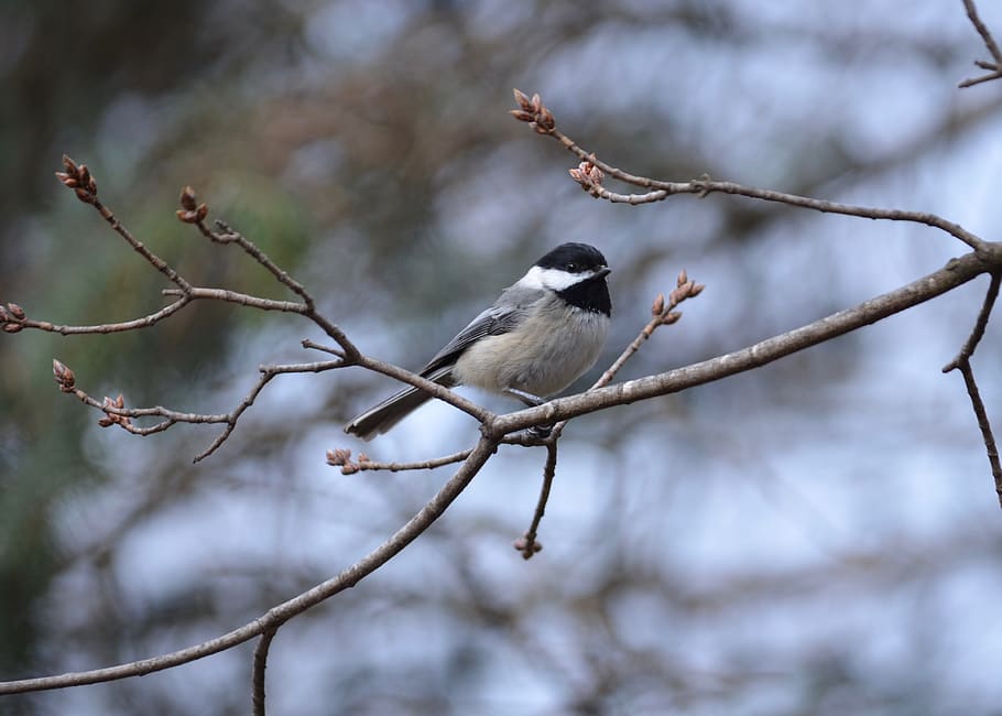 black-capped chickadee, nature, animal, bird, ornithology, outside HD wallpaper