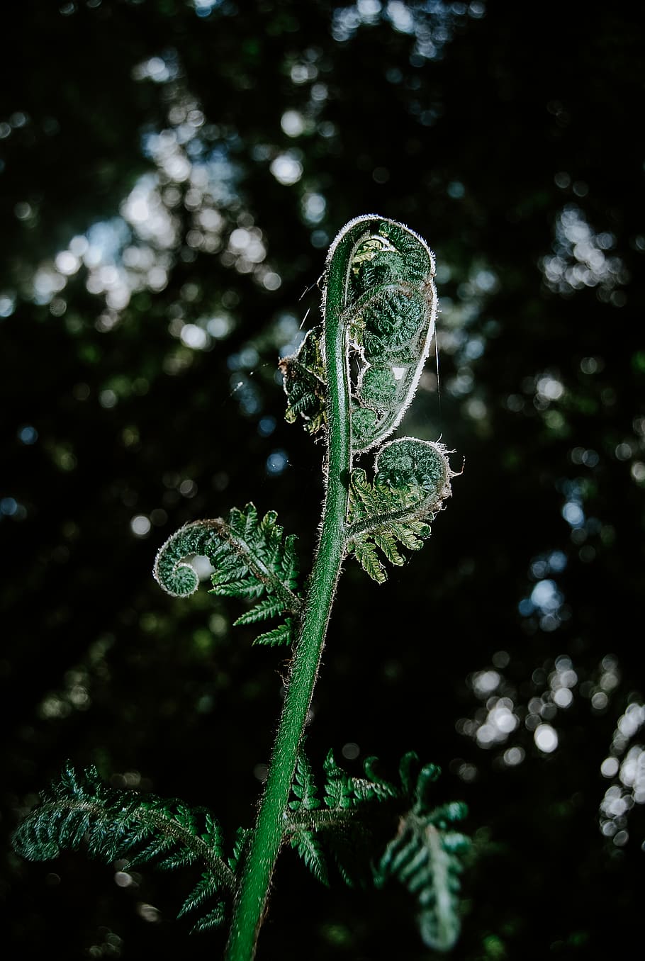 fern, green, light, closed, nature, rolled up fern, new zealand HD wallpaper